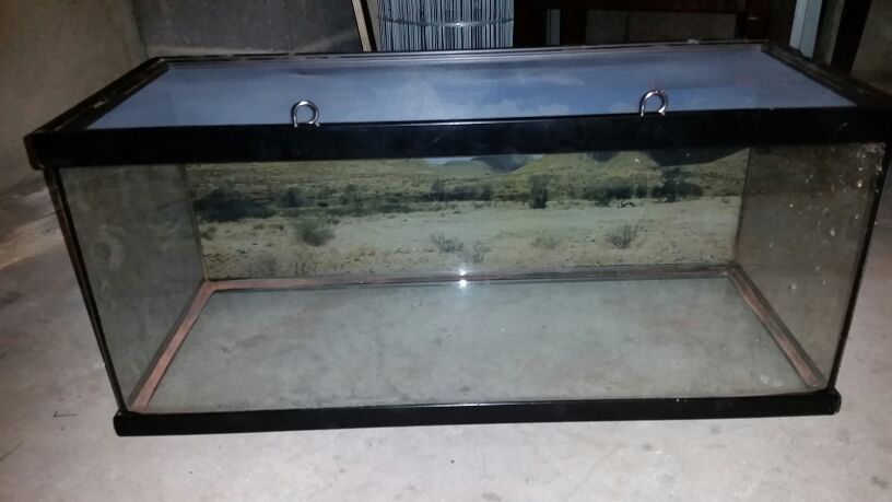 20 gallon reptile tank with locking lid, background and thermometer