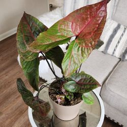 $95 Cyrtosperma johnstonii 🌿 