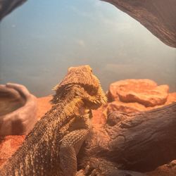 Bearded Dragon Set Up 
