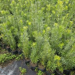 podocarpus Minimum Order qty 100