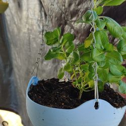 Plant 