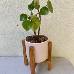 Cute Little Pilea Plant in 4.75” Blush Pot with Wood Stand