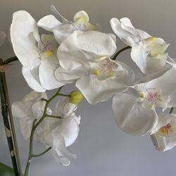 Plant:/Orchids