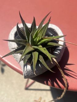 Healthy Zebra Haworthia Succulent  + Modern Stone Planter