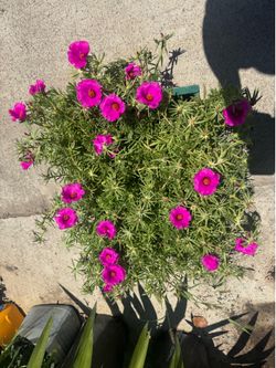 Big moss rose