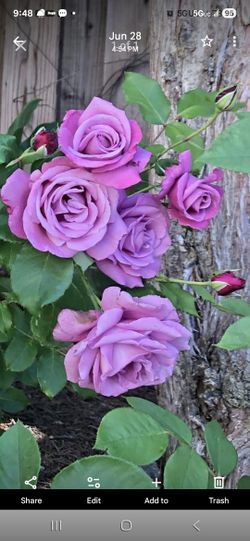 Rose Bushes and Trees Decortion Plants 