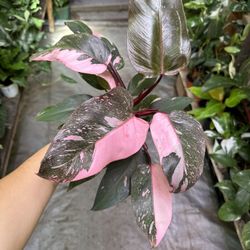 4” Pink Princess Marble Galaxy 