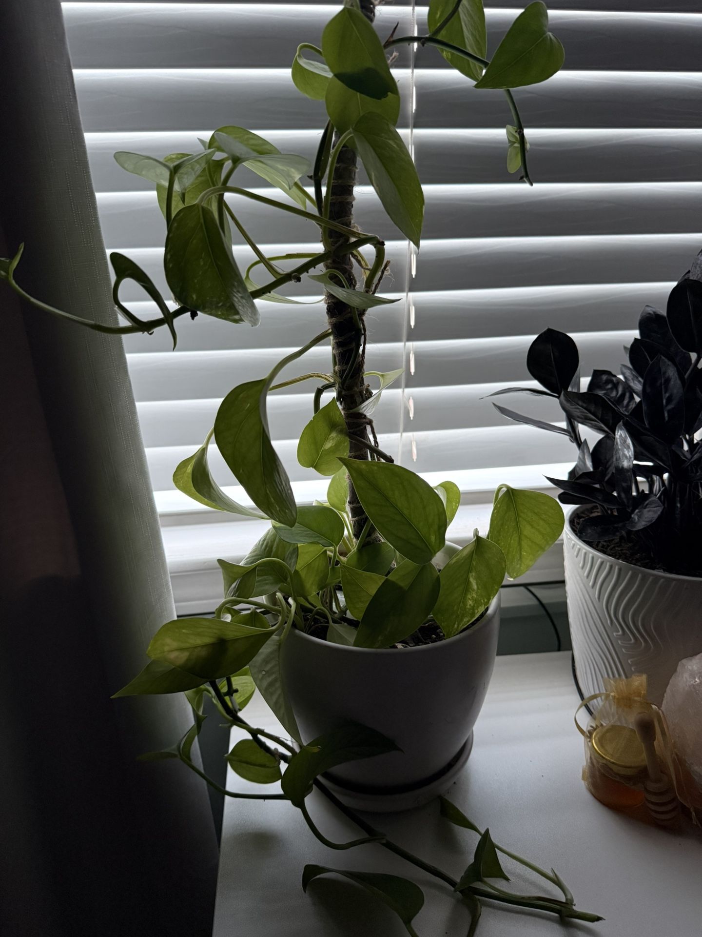 Golden Potho Plant