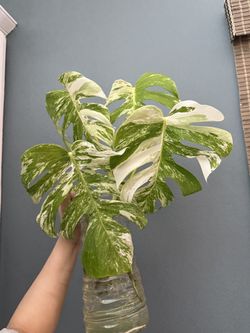 Variegated Monstera Albo