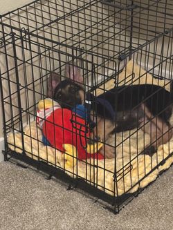 MEDIUM DOG CRATE