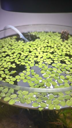 Floating plants
