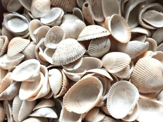 15Lbs Large Lot of Assorted White Seashells from Florida Beaches