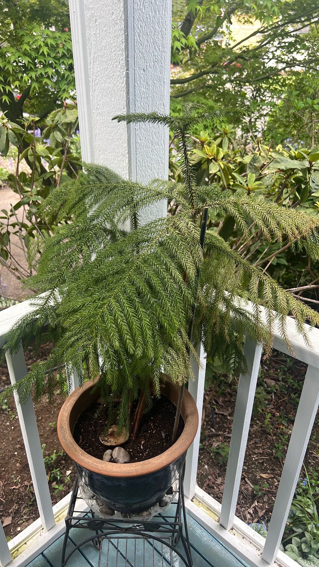 Norfolk pine plant