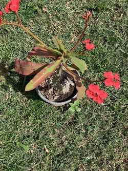 Corona De Cristo Color Roja Mui Vonito Color La Tengo Por $10