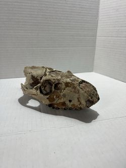 Oreodont Merycoidodon Fossil Skull Teeth Oligocene Age Badlands