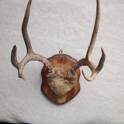6 Pt Buck Mounted Antlers