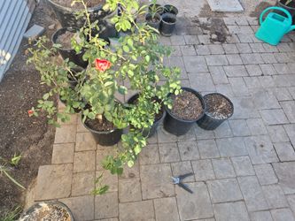 15g Roses Plant