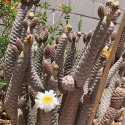 Potted Pine Cone Plants