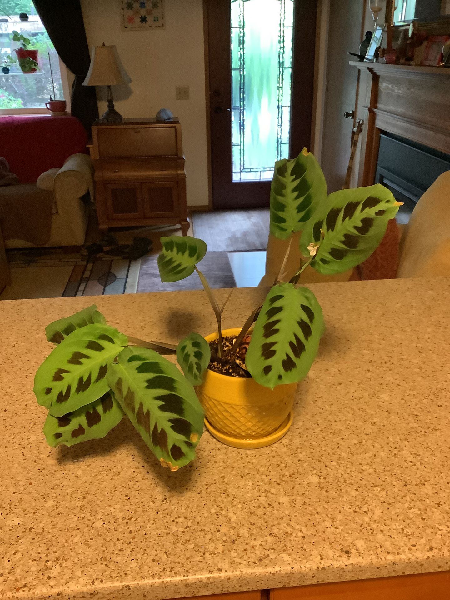Lovely Prayer Plant in Ceramic Pot