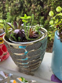 Plant Decoration Succulent in Cute Pots