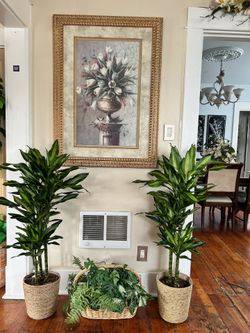 $99 each beautiful Dracanea plant