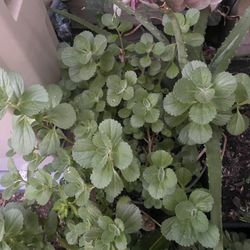  Dry Healthy Sucks For Sale In4 Gallon Plastic Pot$40 30” Tall 