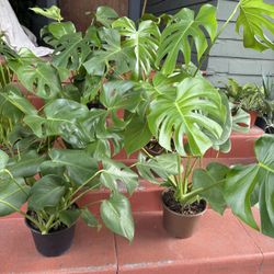 Tons Of Healthy Monstera Deliciosa Plants