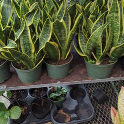 Snake Plants Laurentii In 6” Pot. SPECIAL PRICE 🤩