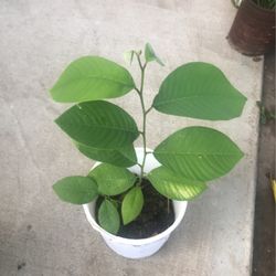 Cherimoya Tree