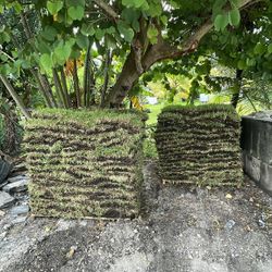 St Augustine Sod - Pallet