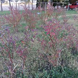 Blueberry Bushes