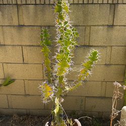 Rhino Thorn Cactus Succulent