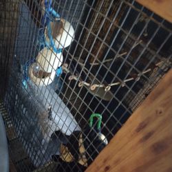 Enclosure For Glider 🐒