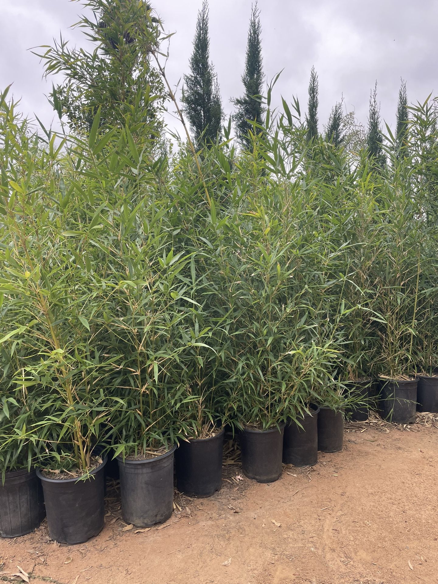 Bamboo Plants- 5 Gallon Size- Both Running And Clumping Varieties Available