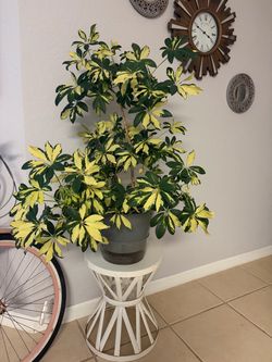 Large Variegated Schefflera Indoor Plant