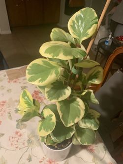 Peperomia obtusafolia 🪴