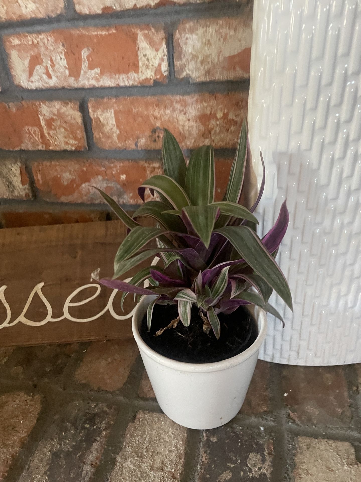 Plant In 4’ Ceramic Pot Only