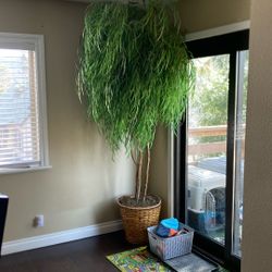 2 Artificial House Plants 7ft Tall