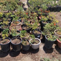Honey Suckle Plants