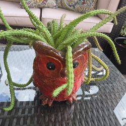 Potted Succulent $20