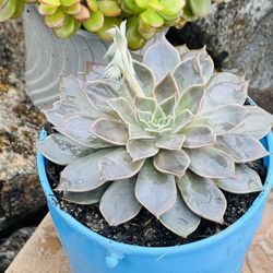 Beautiful Succulents 