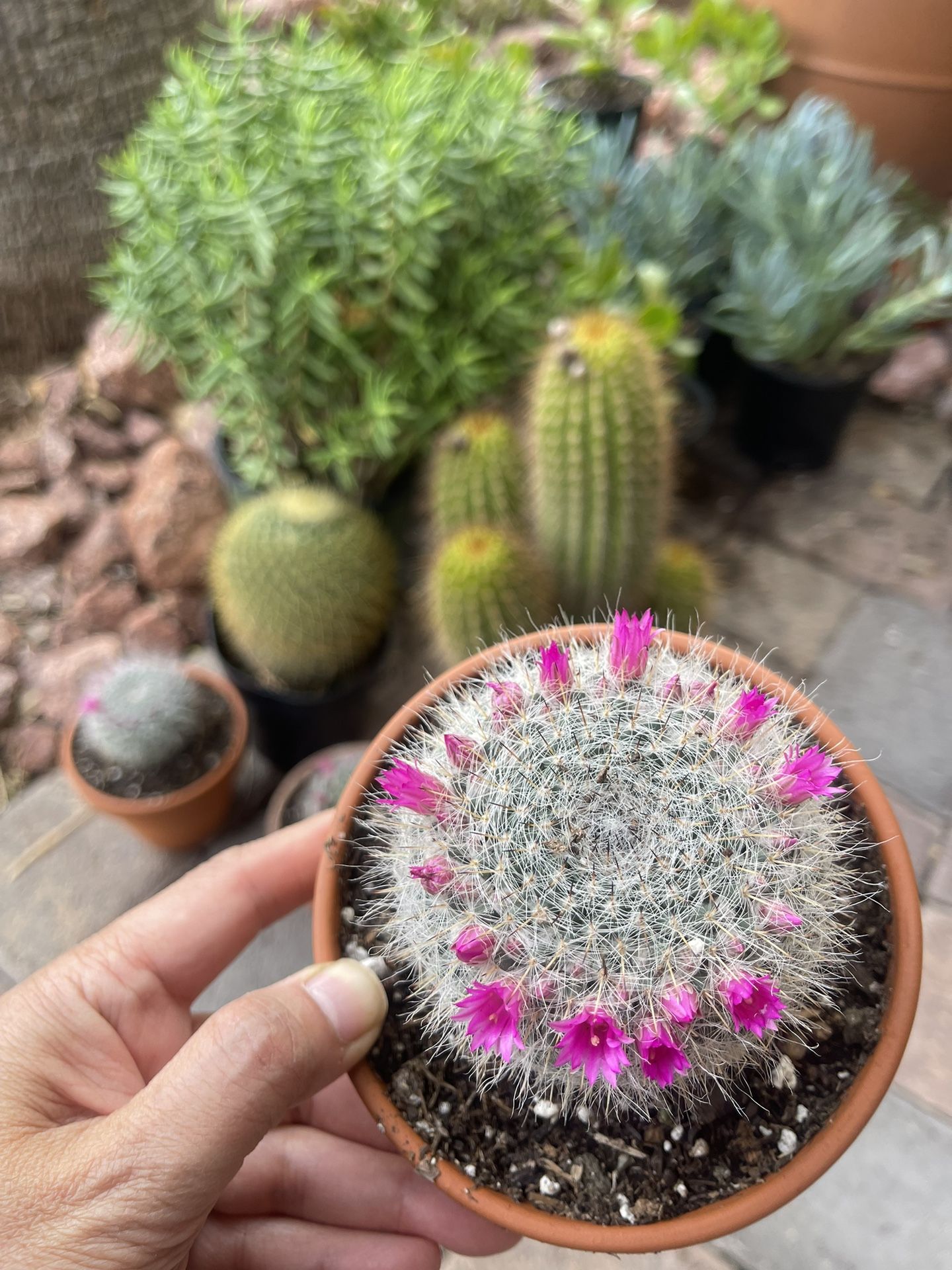 Flowering Cactus In 5 Inch Terracotta Pot