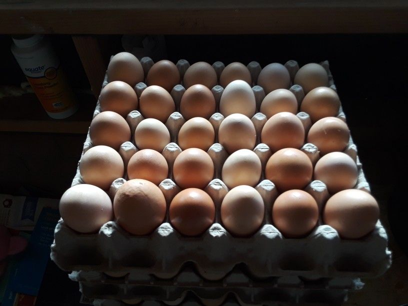 Fresh Organic Chicken Eggs