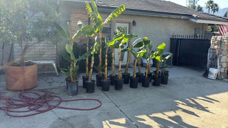 Simi dwarf edible banana plant - tree