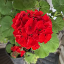 Geranium Plant Flower 