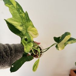Philodendron Bipennifolium variegated