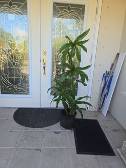 Dracaena 4 feet high $25