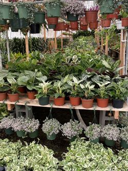 House Plants
