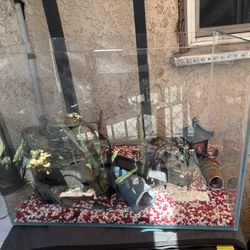 Large Fish Tank