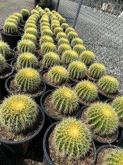 Golden barrel cactus